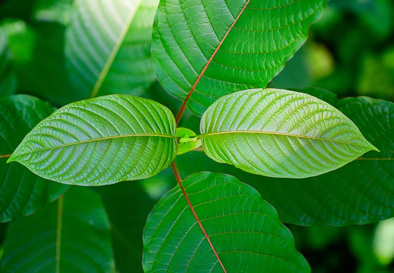 types of kratom