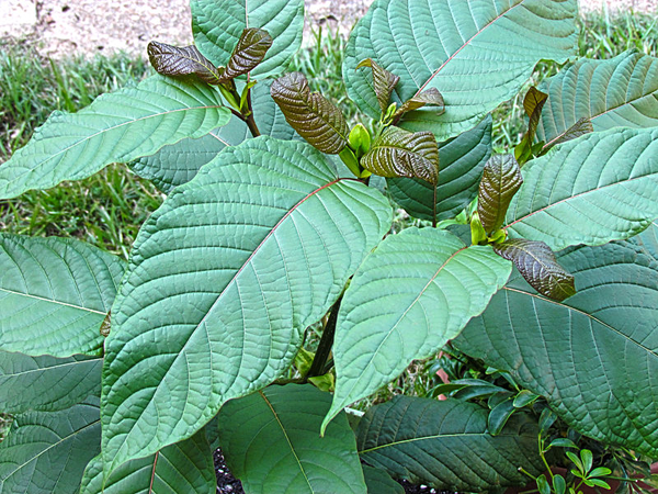 types of kratom